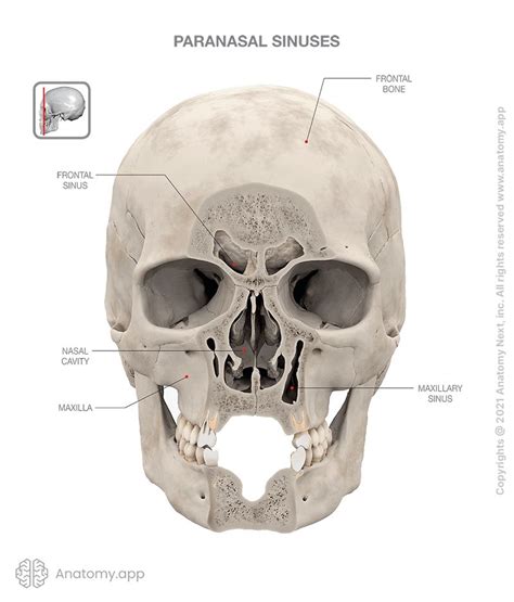 Frontal Sinus Encyclopedia Anatomy App Learn Anatomy 3d Models