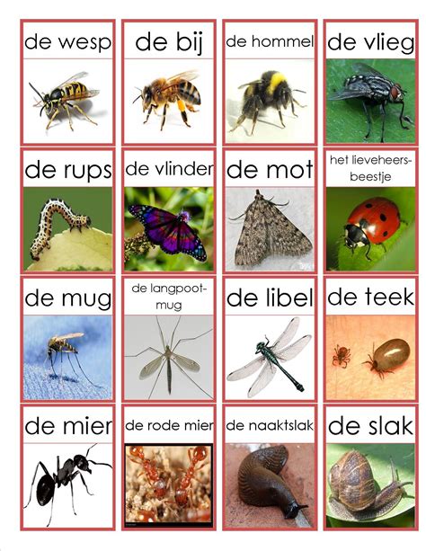 Memorie Themas Insecten Bijen Thema