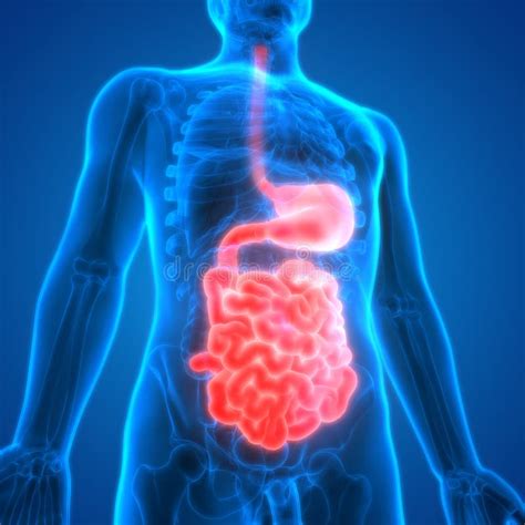 Estómago Humano De La Anatomía Del Sistema Digestivo Con El Intestino