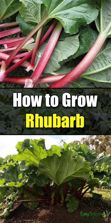 How To Grow Rhubarb Easy Balcony Gardening