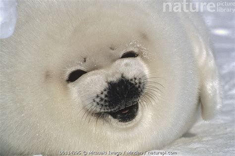 Fat Harp Seal Pup