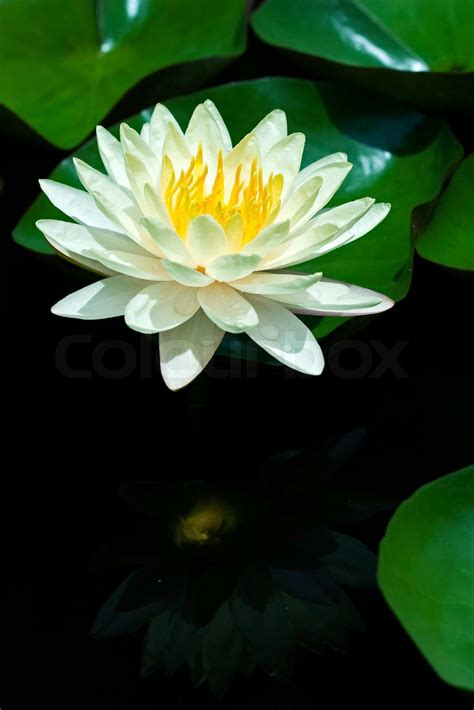 Yellow Water Lily | Stock Bild | Colourbox