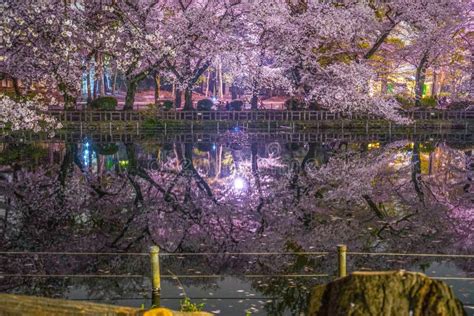 Cherry Blossoms of Inokashira Park Stock Image - Image of destination, light: 170784263