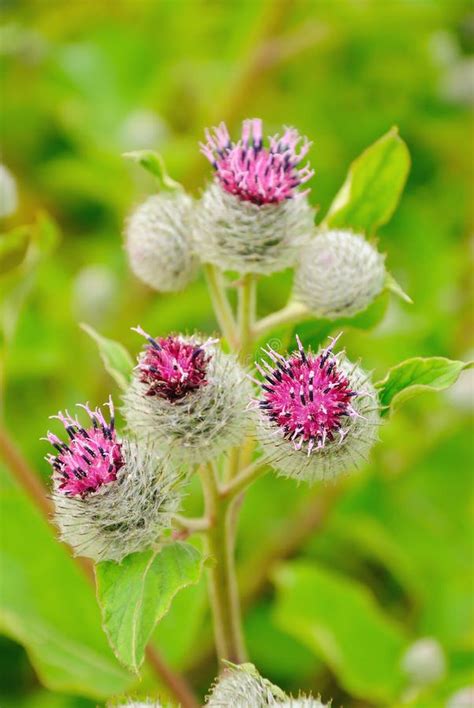 Flowering Great Burdock Arctium Lappa Stock Image Image Of Head