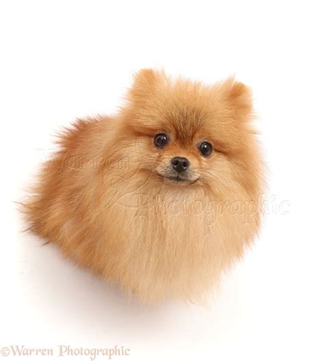 Dog: Orange Pomeranian photo WP45945