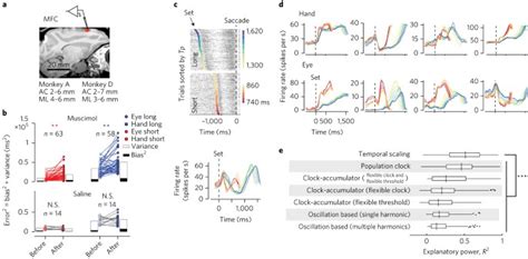 Flexible Timing By Temporal Scaling Of Cortical Responses