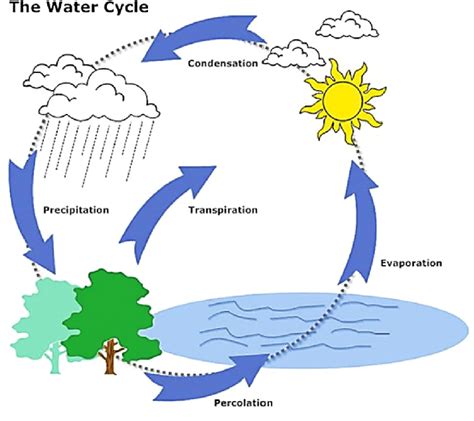 Steps Of Water Cycle