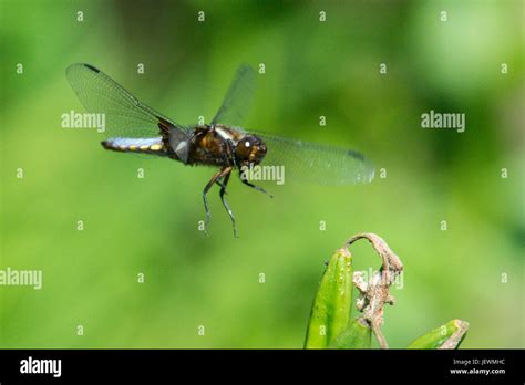 Male Dragonfly Broad Bodied Chaser Libellula Depressa Caught In