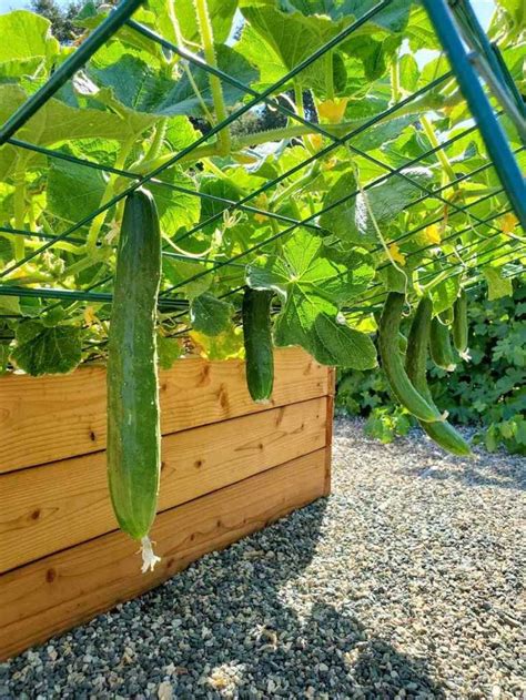 Cucumbers Growing On The Vine In A Garden