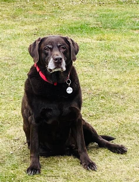 6021 best r/oldmandog images on Pholder | 13 Year old baby. Wants ...