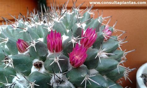 Mammillaria Carnea O Biznaga Color Carne Cuidados