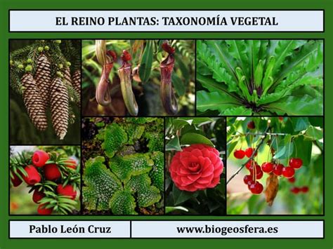 Reino Plantas Taxonomía Vegetal Ppt