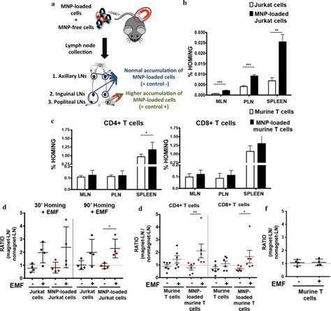 In Vivo Homing Capacity Of Jurkat And Murine Primary T Cells After Mnp