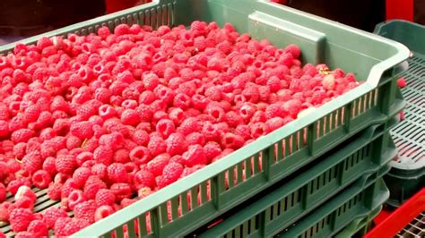 How to harvest raspberry