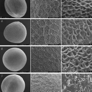 Structure of the seed coat surface observed by environmental scanning... | Download Scientific ...