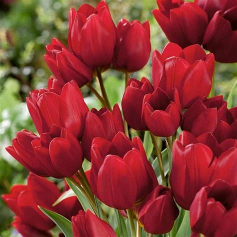 Картинки по запросу тюльпан | Tulips, Planting bulbs, Flower arrangements