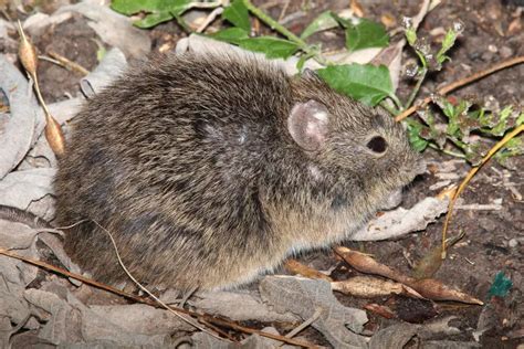 Hispid Cotton Rat Facts Diet Habitat And Pictures On Animaliabio