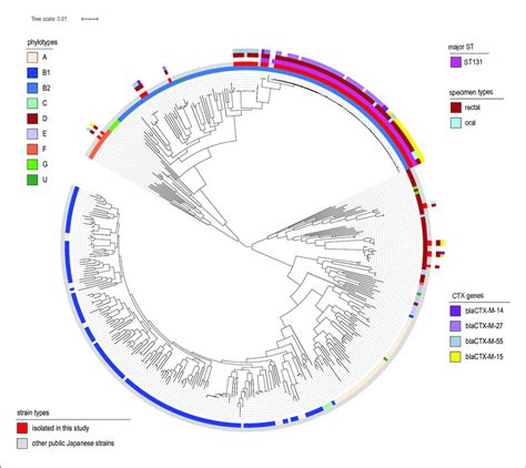 Core Genome Sequence Phylogeny Of Escherichia Coli Strains Isolated In