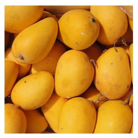 Fresh Mango Fruit Ready To Export Mangoes Buy Bulk Fresh Fruit