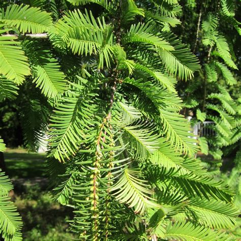 Graines De Métaséquoia De Sechuan Semences De Metasequoia