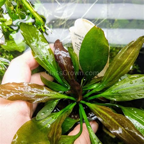 Potted Red Melon Sword – Glass Grown Aquatics