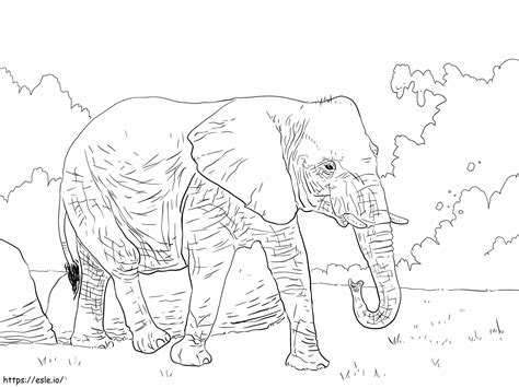African Bush Elephant coloring page