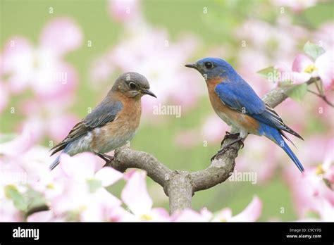 Eastern Bluebirds Male and Female perching in Flowering Dogwood Tree