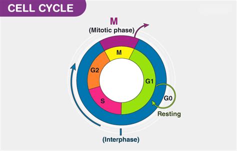 Cell Cycle Definition Phases Mitosis And Importance