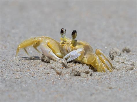 Ghost Crab Behavior