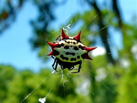 Spiny Crab Like Orb Weaver Spider Flickr Photo Sharing