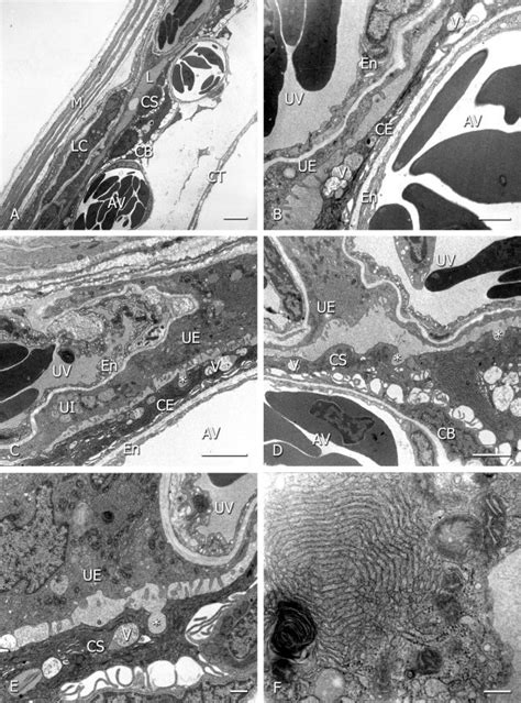 Chorioallantoic Placental Interface Of Sceloporus Jarrovi Tem A B