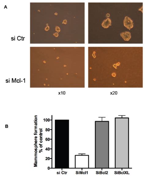 Mcl 1 Knockdown Negatively Impacts On Mammosphere Formation By Bt474