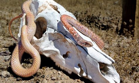 Coachwhip Snake - A-Z Animals