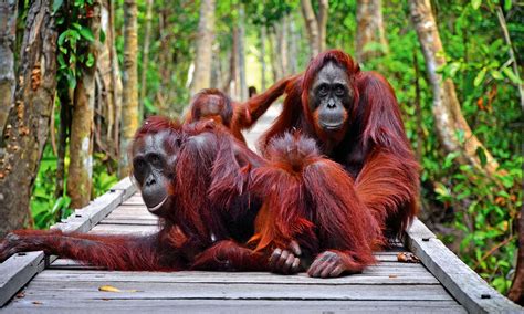 Paket Wisata Orangutan Tanjung Puting 3 Hari 2 Malam Joglo Wisata