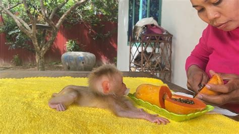 Adorable Monkey A Tong Laziest To Get Up For Eating YouTube