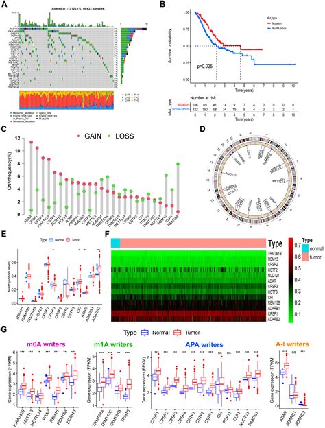 Cross Talk Of Rna Modification Writers Describes Tumor Stemness And Microenvironment And