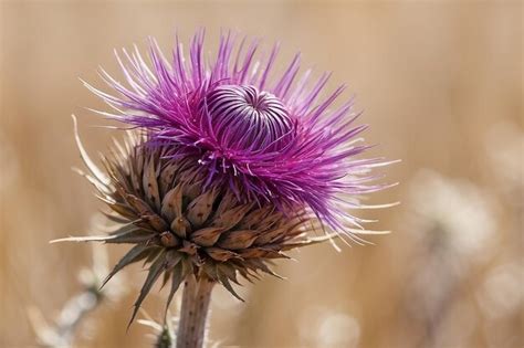 Premium Photo An Isolated Dried Thistle Flower In A Field