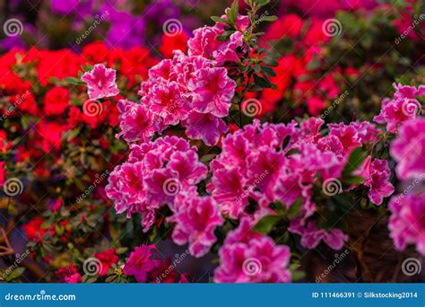 Arbustos De La Azalea Con Las Inflorescencias Imagen De Archivo