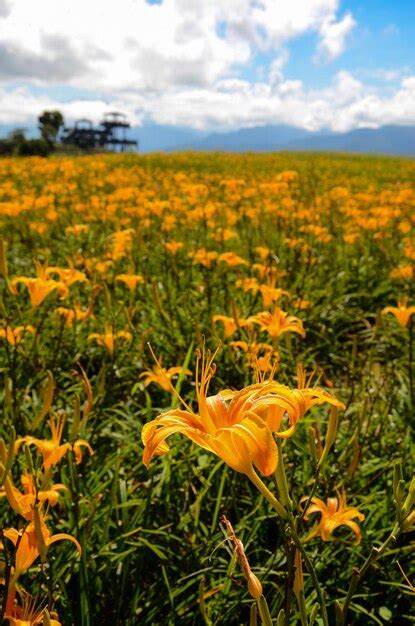 Premium Photo Hemerocallis Fulva Orange Daylily The Orange Day Lily