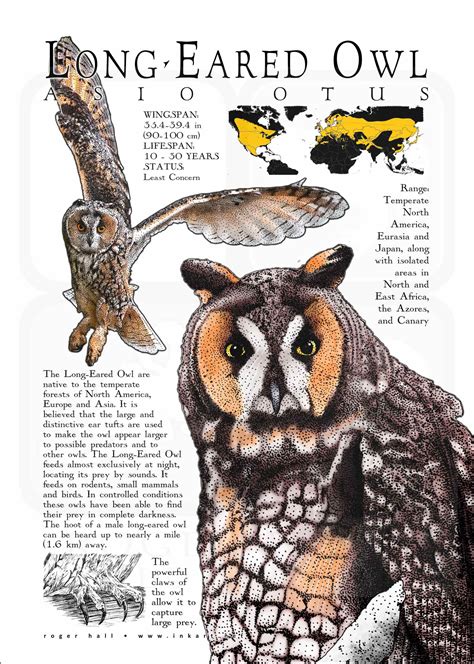 Long Eared Owl Poster Print Infographic