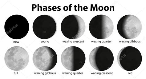 Phases Of The Moon Stock Vector Blueringmedia 17818571