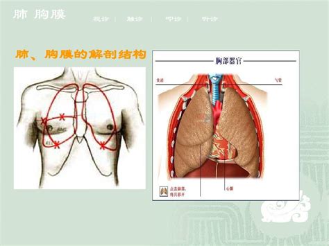 12胸部评估word文档在线阅读与下载无忧文档