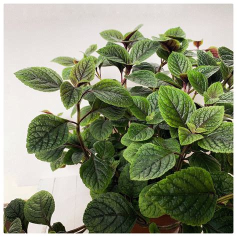 ᐅ Planta Dolar Negro Plectranthus Ciliatus Huertos Alma