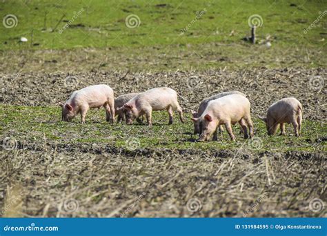 Los Cochinillos En El Prado Comen Para Jugar El Peque O Cerdo De La