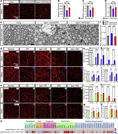 Secreted Phosphoprotein Slows Neurodegeneration And Rescues Visual