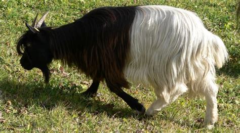 10 Best Goat Breeds for Fiber Production