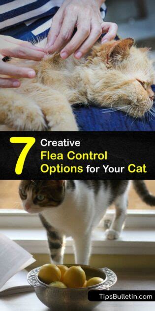 Treating a Flea Infestation on Your Cat - Cat Flea Control