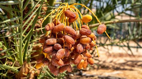 Health Benefits Of Dates