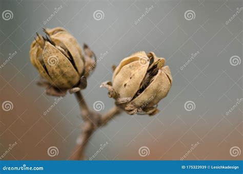 Brown Seed Pods On Hibiscus Plant Hibiscus Flower Seeds Stock Image