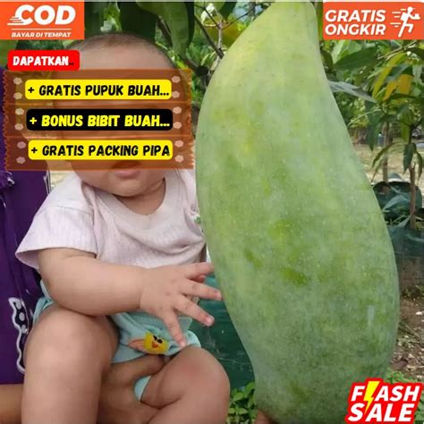 Jual Pohon Bibit Mangga Mahatir Super Jumbo Cepat Berbuah Shopee